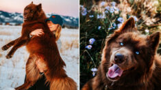 Husky siberiano tan enorme como un oso cautiva a todos con sus penetrantes ojos azules