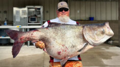 ¡Santa carpa! Pescador de Oklahoma captura enorme pez que pesa 118 libras y bate el récord estatal