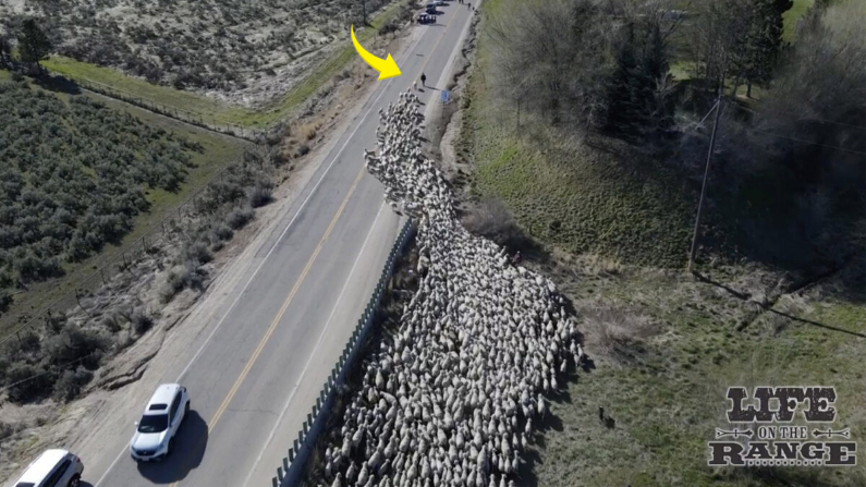 Orgullosa herencia agrícola: Gente se emociona al ver más de 2500 ovejas bajando por enorme carretera