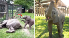 Cría de elefante huérfana que llegó sola en busca de ayuda, ahora disfruta jugar con su madre adoptiva