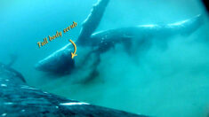 Día de spa: Graban por primera vez a ballenas jorobadas dándose baño exfoliante en el fondo marino