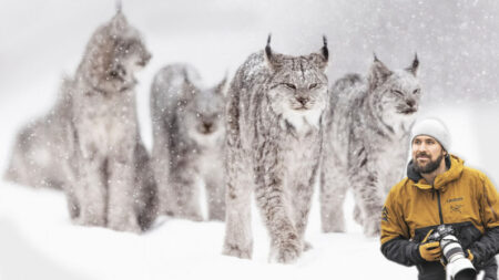 «Seis linces me rodeaban sentados en la nieve»: Viaje de un fotógrafo para captar rara fauna salvaje