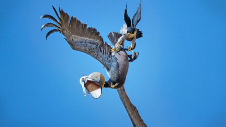 Fotógrafo de aves capta a un halcón peregrino protegiendo su nido de pelícanos que vuelan muy cerca