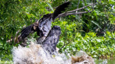 Águila calva escapa por poco de las fauces de un caimán y «casi no ve su próximo cumpleaños»