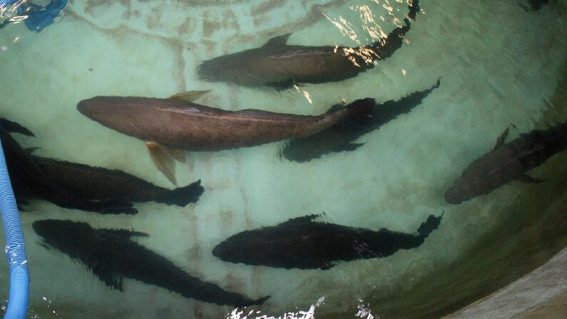 Fotografía del 25 de mayo de 2017, de los peces totoabas en un tanque de reproducción en el estado de Baja California (México). Fotografía de archivo. EFE/Alejandro Zepeda