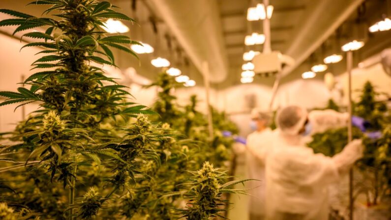 Asistentes sanitarios comprueban las plantas de cannabis (o marihuana) destinadas a la producción de la droga para uso médico durante la fase de estiramiento y recorte en la sala de cultivo del Instituto Químico y Farmacéutico Militar, el 1 de marzo de 2023 en Florencia, Italia. (Antonio Masiello/Getty Images)