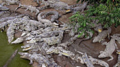 Muere un hombre en Camboya atacado por 40 cocodrilos de su granja