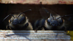 Nueva muerte por picaduras de abejas africanas en Nicaragua, séptima en la última semana