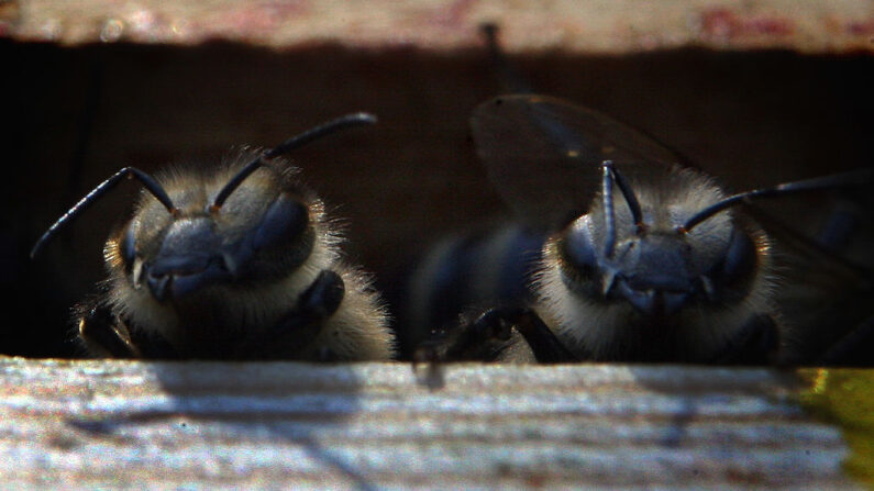 Dos abejas observan desde su colmena. (Matt Cardy/Getty Images)