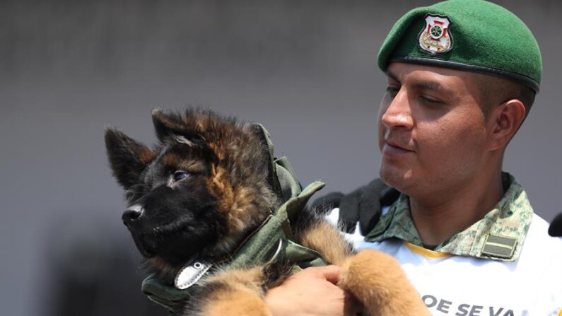 Arkadas, cachorro de raza pastor alemán donado por el gobierno de Turquía, fue presentado el 3 de mayo de 2023 en la Ciudad de México (México). EFE/Sáshenka Gutiérrez