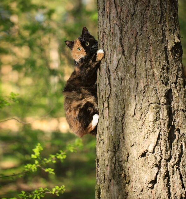 (Cortesía de Yana, la gata de dos caras)