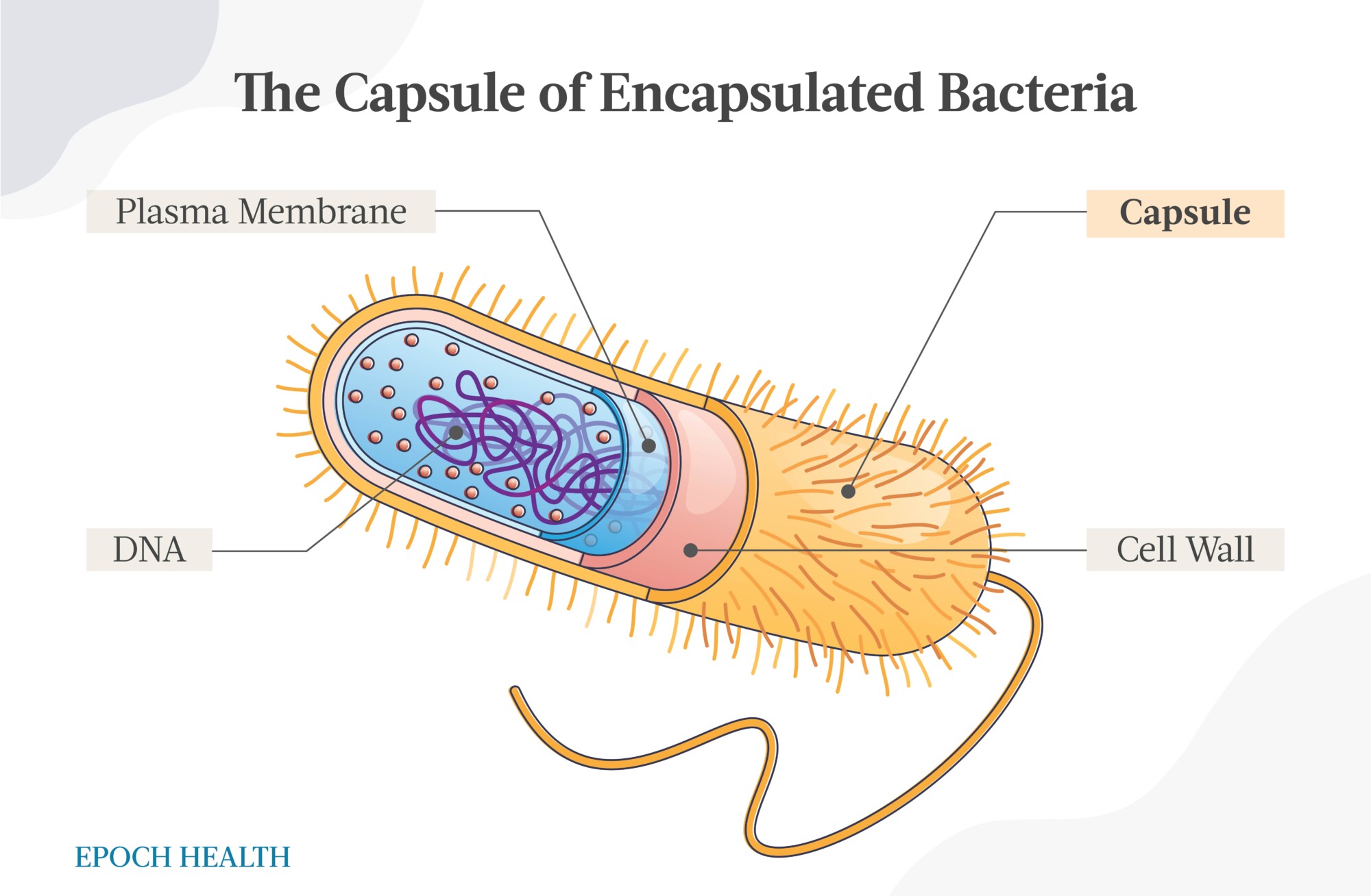 Anatomía de una bacteria encapsulada. (The Epoch Times)