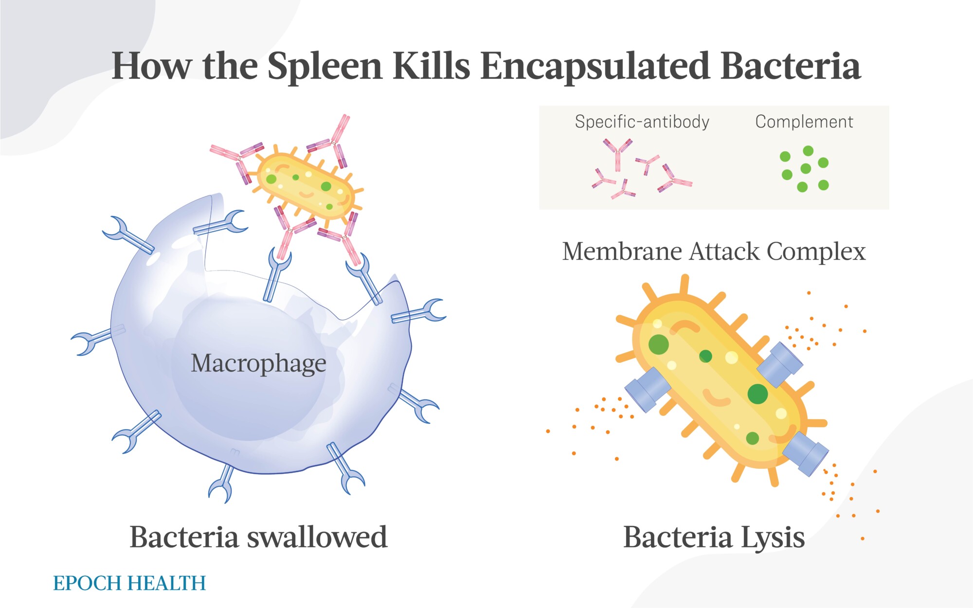 Cómo el bazo mata a las bacterias encapsuladas. (The Epoch Times)