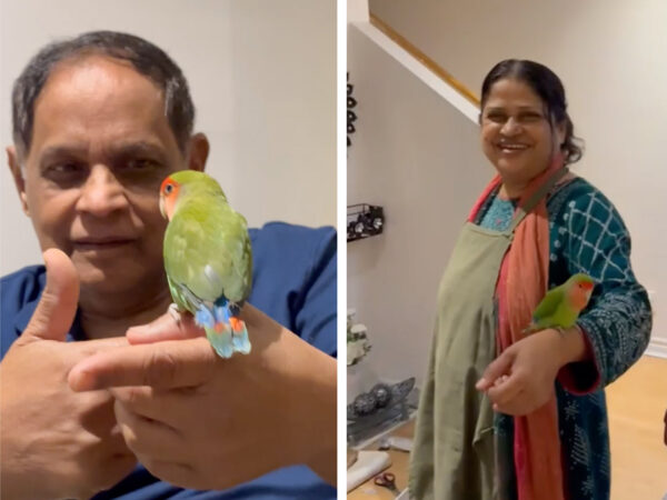 Sultana Patwary presentó el pájaro, al que llamó Olive, a su familia, y parecieron llevarse bien en poco tiempo. (Captura de pantalla/Newsflare)