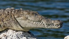 Buceador sobrevive a ataque de un cocodrilo sacando su cabeza de las fauces del animal