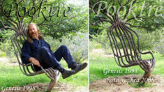 Artistas pasan 9 años «entrenando» un árbol para crear una «silla viviente»: ¡Es asombroso!