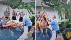 VIDEO: Bomberos reciben llamada de un caballo en pánico atrapado en una piscina ¡y así finalizó todo!
