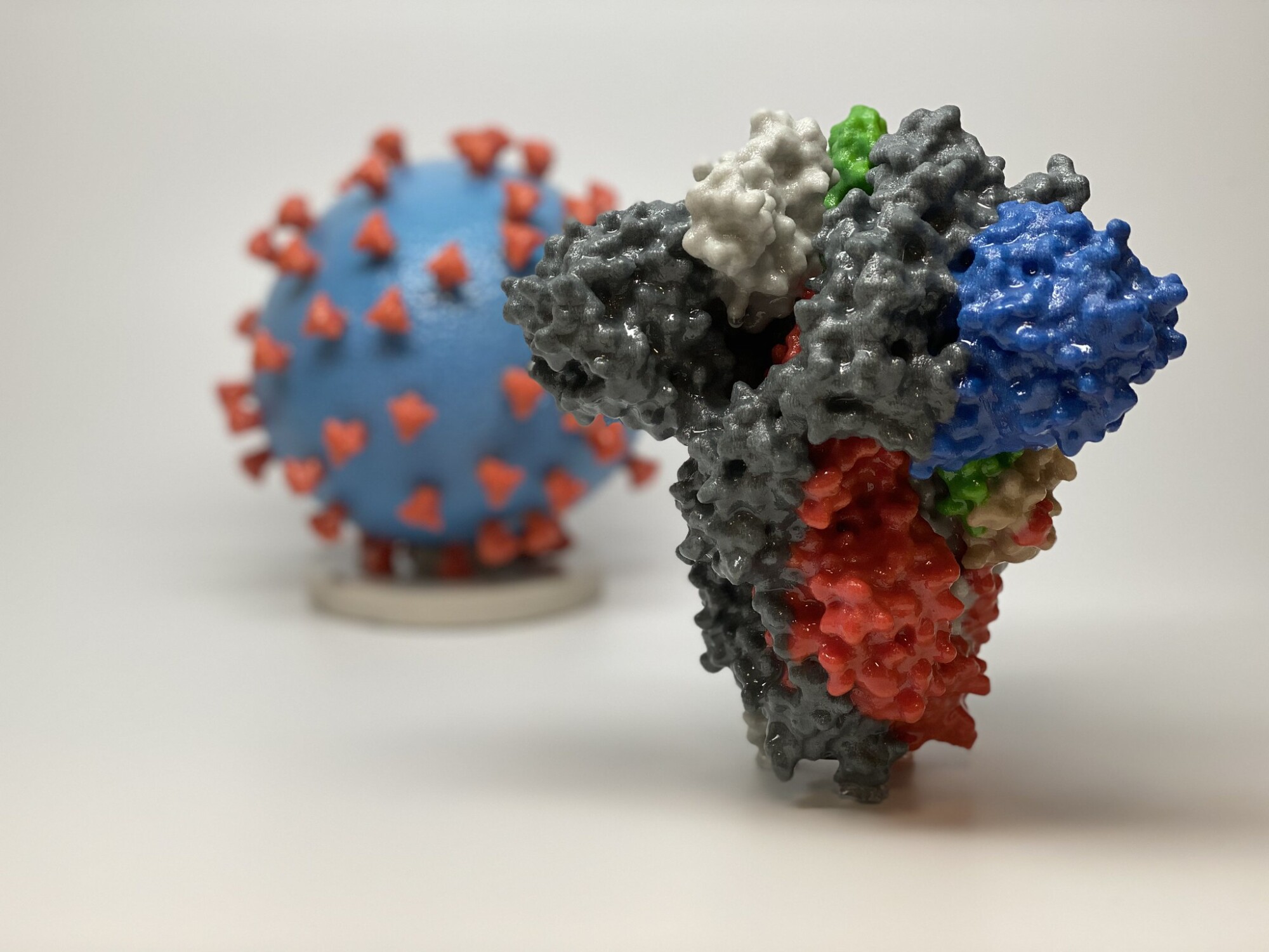 Un nuevo estudio en 2022 encontró que una proteína catiónica asociada a neutrófilos contenida en la saliva puede prevenir la infección por COVID-19. Esta imagen muestra una impresión en 3D de una proteína espiga de SARS-CoV-2, el virus que causa el COVID-19, frente a una impresión en 3D de una partícula del virus SARS-CoV-2. (Cortesía de NIAID/RML)