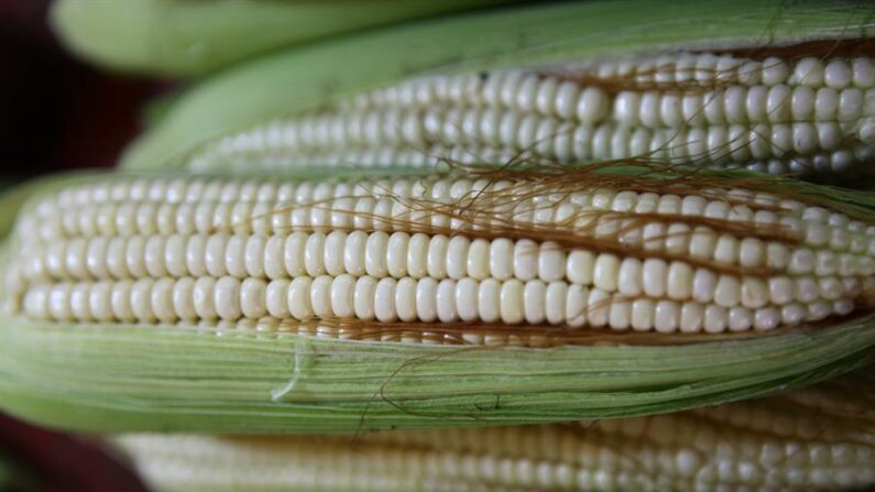 Fotografía de archivo que muestra mazorcas de maíz, exhibidos en un mercado en Ciudad de México (México). EFE/Sáshenka Gutiérrez
