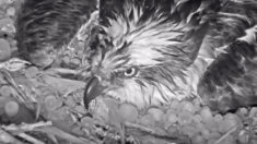 VIDEO: Mamá águila pescadora desafía fuerte tormenta de granizo para proteger sus huevos