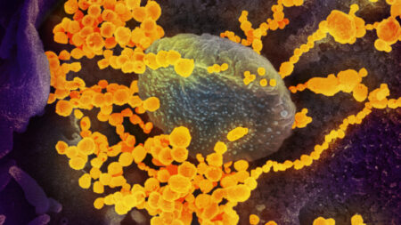 Científicos de EE.UU. y China propusieron crear virus similares al SARS-CoV-2 antes de la pandemia