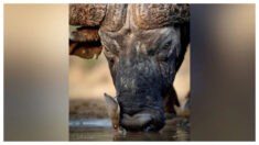Fotógrafo capta a un ave de pico rojo que se posa en la cara de un búfalo africano para beber agua