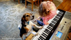 Sinfonías en «Dog» mayor: Perrito ciego loco por la música toca el piano y canta como el mejor
