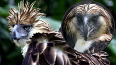 Rara águila «devoradora de monos»: Una de las aves más grandes del mundo que se aparean de por vida