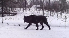 «Es casi surrealista»: Captan a un raro lobo negro solitario en video en Minnesota