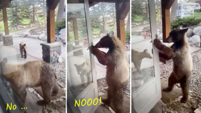 Dueña de casa ve un osezno curioso abrir su puerta, pero lo que ella hace deja al cachorro en shock
