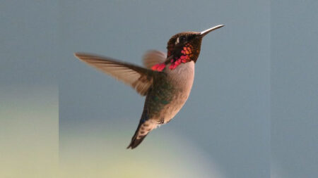Este pájaro con aspecto de joya es tan pequeño que lo confunden con una abeja, ¡es el colibrí abeja!