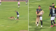 VIDEO: Adorable perrito peludo interrumpe partido de fútbol, roba el balón y se niega a soltarlo