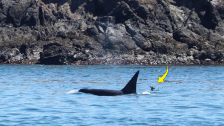 ¡Una foto poco común!: Orca y ciervo nadan juntos cerca de la frontera entre EE.UU. y Canadá