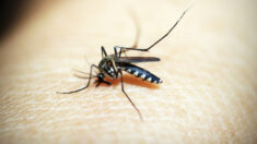 La malaria reaparece en EE.UU. por primera vez en 20 años