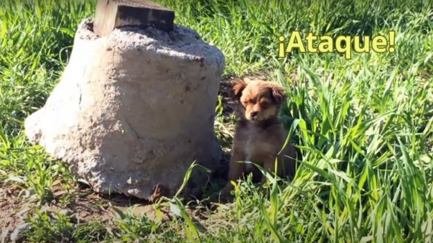 Rescatista recibe llamada sobre cachorrito abandonado y se convierte en un ataque… ¡de ternura!