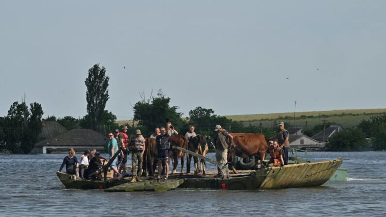 Militares ucranianos evacuan en una barcaza a residentes locales y vacas del pueblo inundado de Afanasiyivka, en la región de Mykolaiv, el 9 de junio de 2023, tras los daños sufridos en la presa de la central hidroeléctrica de Kakhovka. (Genya Savilov/AFP vía Getty Images)