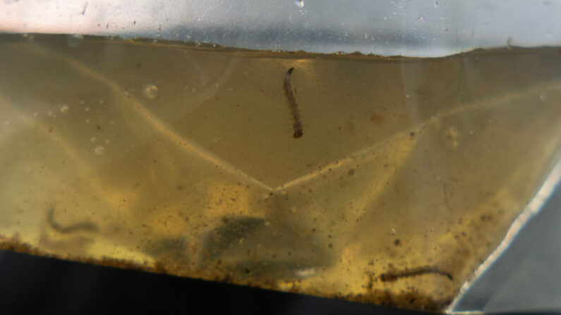Las larvas de mosquito encontradas por un inspector de mosquitos de Miami-Dade se ven en el agua que se encuentra alrededor de una casa el 29 de junio de 2023 en Miami, Florida. (Joe Raedle/Getty Images)