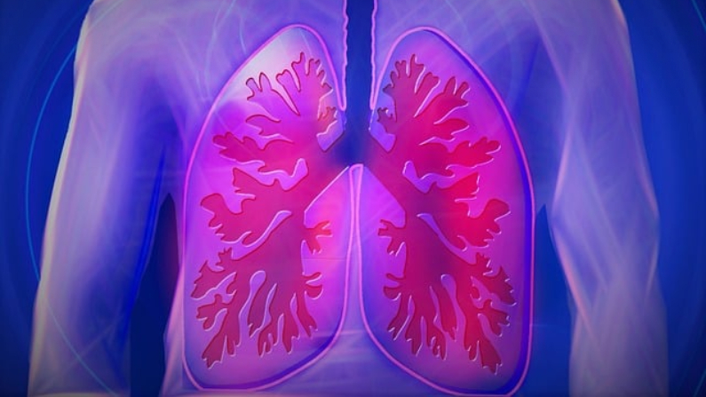 Ilustración de pulmones. (Pixabay/ kalhh)