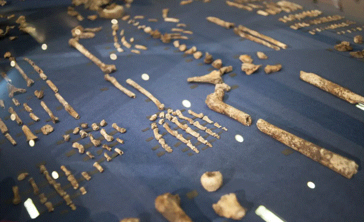 El esqueleto de Homo naledi, un antepasado humano recién descubierto, se muestra durante la presentación del descubrimiento en Maropeng, Sudáfrica, el 10 de septiembre de 2015. (Stefan Heunis/AFP/Getty Images)