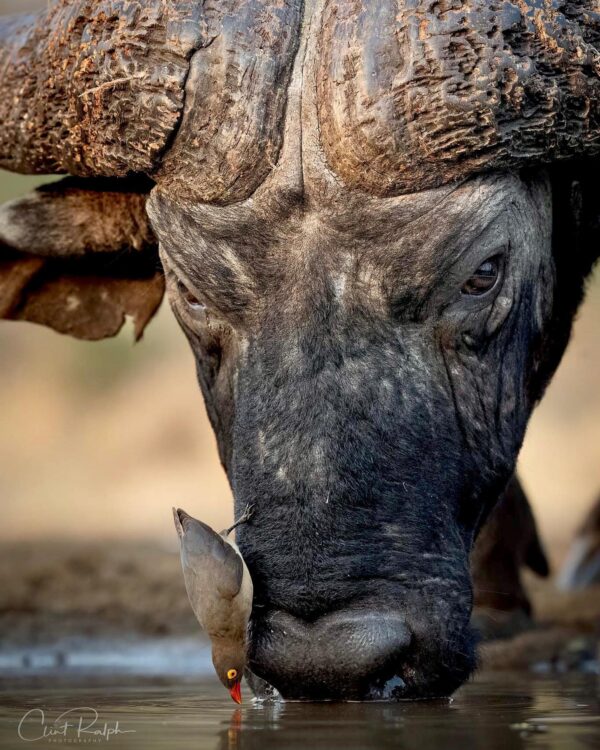 Un pájaro carpintero de pico rojo se posa en la cara de un búfalo africano para beber agua. (Cortesía de Clint Ralph Photography)