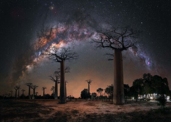 "Noche bajo los baobabs", de Steffi Lieberman. (Cortesía de Steffi Lieberman)