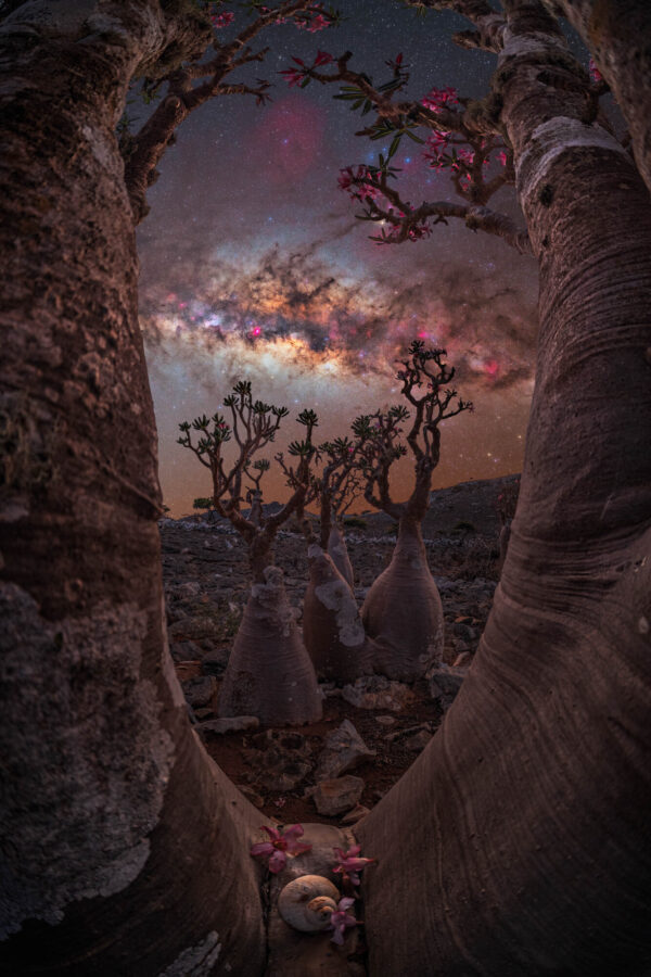 "El portal del árbol botella", de Benjamin Barakat. (Cortesía de Benjamin Barakat)