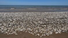 Están apareciendo peces muertos en las playas de la costa del Golfo de Texas, según las autoridades