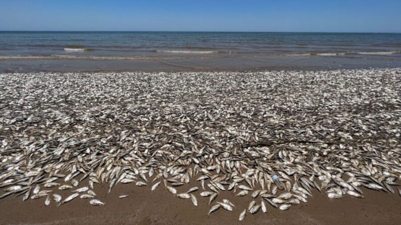Aparecen peces muertos en la orilla del Parque del Condado de Quintana Beach, en Quintana, Texas, el 9 de junio de 2023. (Cortesía de Quintana Beach County Park)