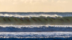 Manada de delfines deja sin aliento a fotógrafa que los captura surfeando su mejor ola