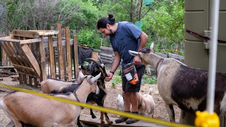 El rebaño de cabras de Juan Camacho se reúne para la hora del convite. (Annie Holmquist)