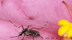 Brote de malaria «adquirida localmente» en Florida infecta a 6 personas en el condado de Sarasota