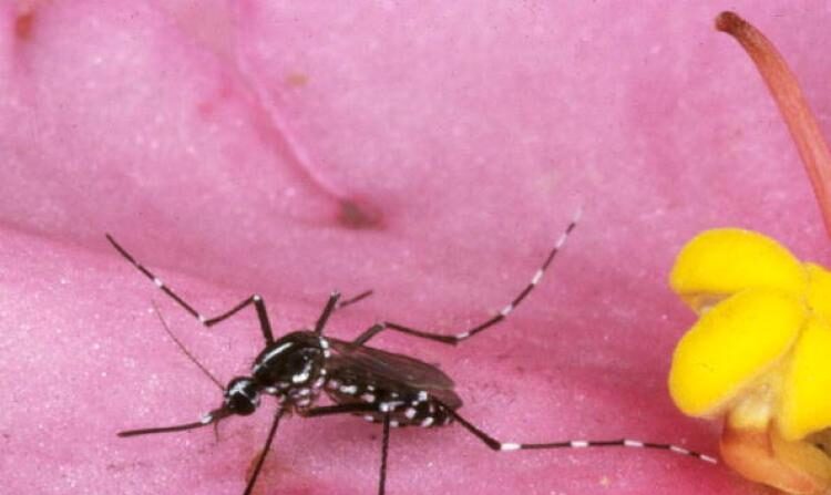 Un mosquito tigre asiático conocido por transmitir enfermedades como la malaria. Los Institutos Nacionales de Salud (NIH, por sus siglas en inglés) están dedicando recursos a acabar con la malaria en todo el mundo. (Jack Leonard/Getty Images)
