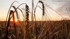Confirman que Rusia ha notificado que se retira de inmediato del acuerdo sobre cereales