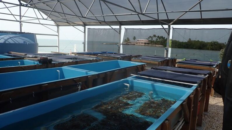 Fotografía cedida por la Universidad del Sur de la Florida de corales de las guarderías y granjas submarinas de los Cayos de Florida en un laboratorio en tierra para salvarlos de una muerte casi segura por las altas temperaturas, el 25 de julio de 2023 en Miami (EE.UU). EFE/ Universidad Del Sur De La Florida